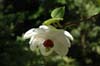 magnolia wilsonii-3